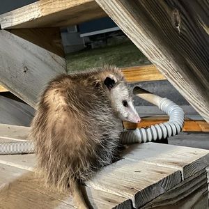 Meet your Posher, Bill